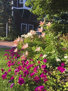 Sphagnum Moss  New Hampshire Garden Solutions